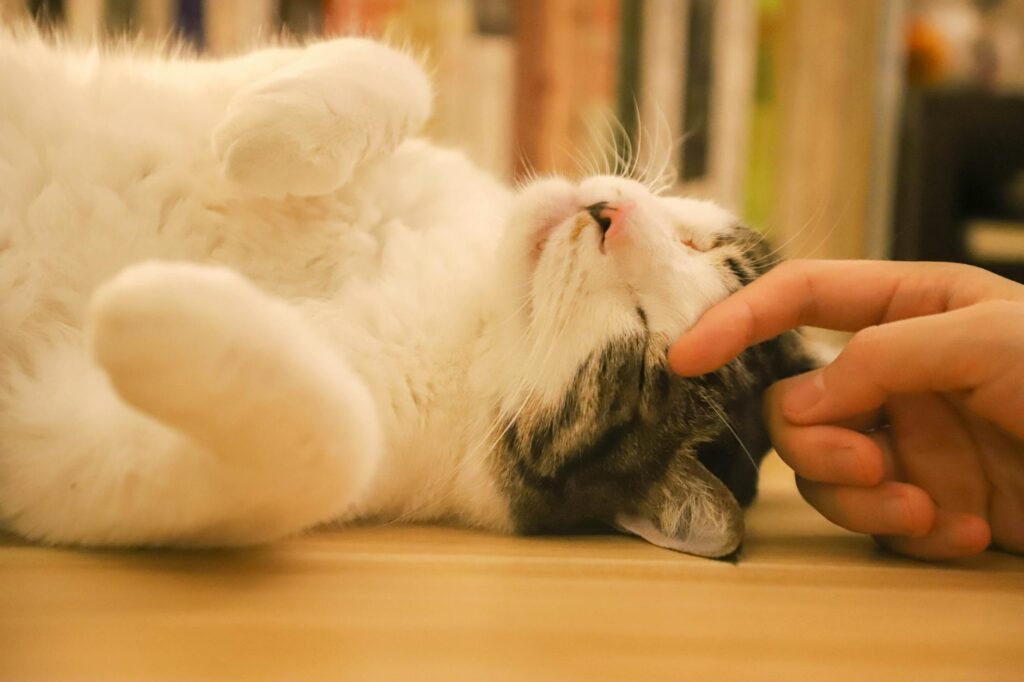 Por Que os Gatos Fazem Ronronar? A Ciência Explica o Som
