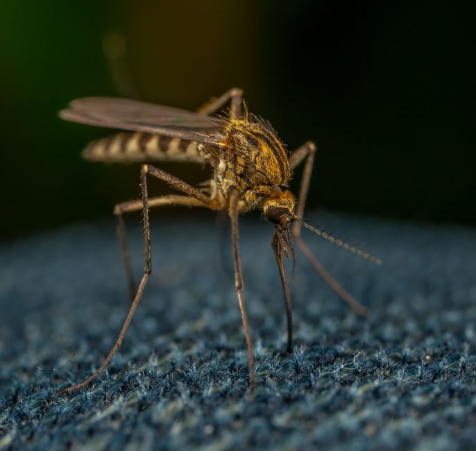 Por Que os Mosquitos Picam Uns e Outros Não? Ciência