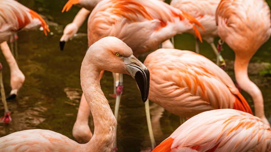 Por Que os Flamingos São Rosas? A Explicação Científica