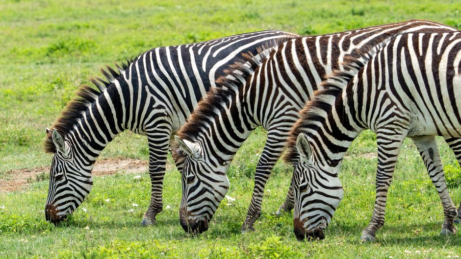 Por Que as Zebras Têm Listras? A Explicação Científica