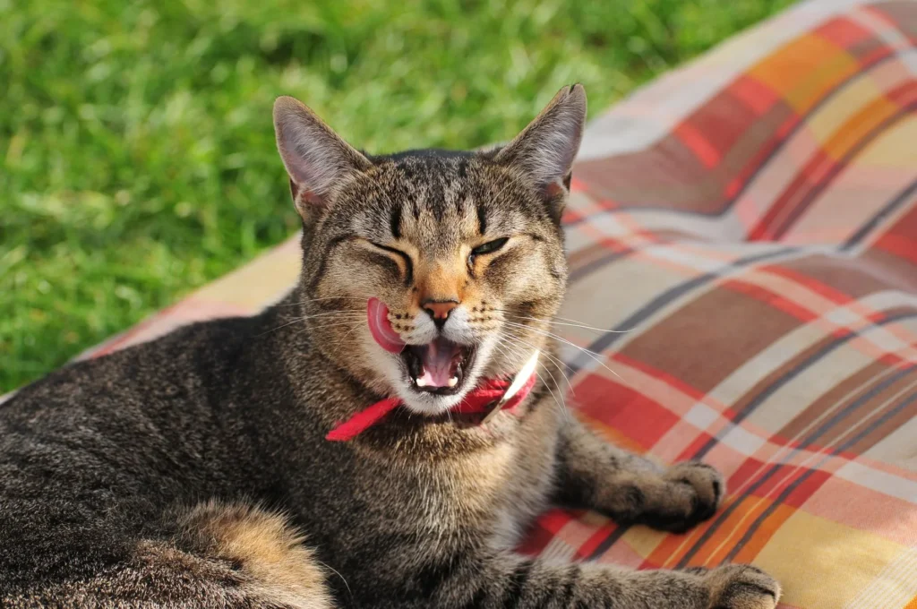 Por que os gatos ronronam: o que a ciência já revela